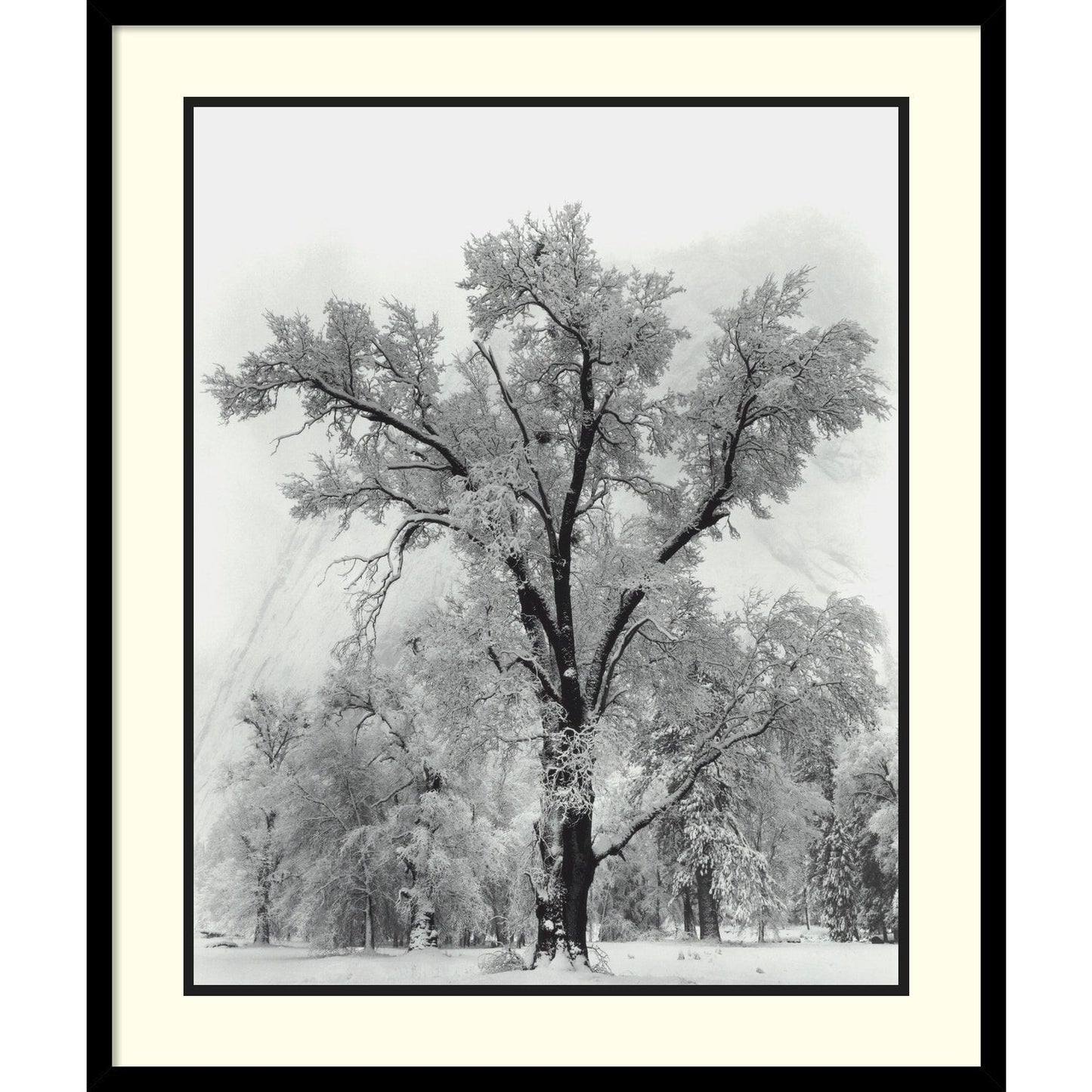 Impression encadrée « Chêne, tempête de neige, parc national de Yosemite - 1948 » par Ansel Adams, 68,5 x 81,3 cm